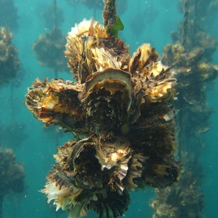 Microplastics impact oyster reproduction.