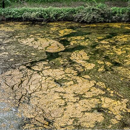 Algal Blooms